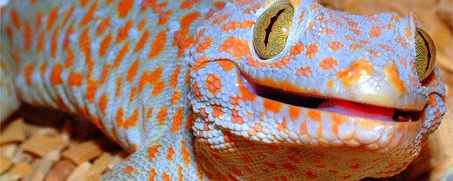 LIZARD SOAP OPERA