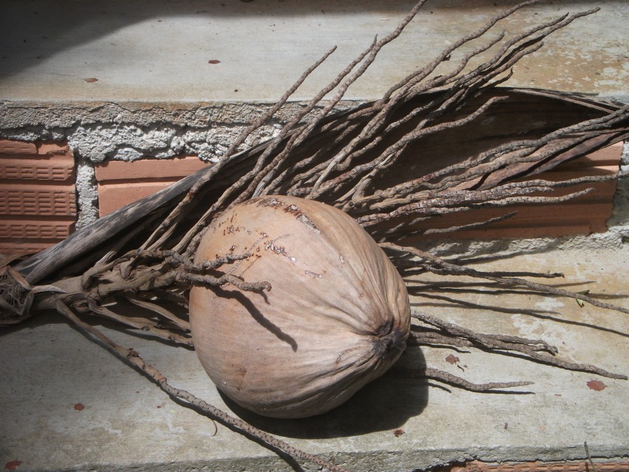 DEATH BY COCONUT